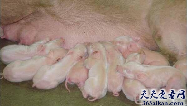 小猪4.jpg