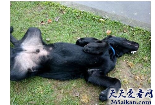梦见将狗杀死是什么征兆,梦见将狗杀死预示着什么？