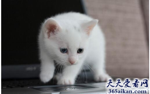 白猫3.jpg