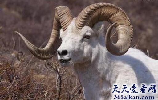 梦见公羊是什么意思,梦见公羊代表什么？
