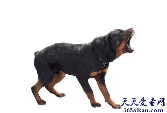 梦见狗叫有什么征兆,梦见狗叫说明什么？