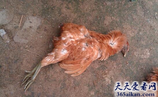 死鸡.jpg
