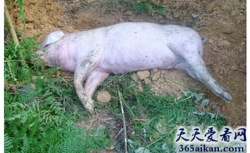 死猪.jpg