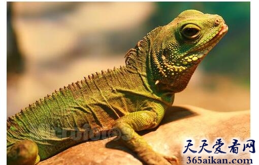 梦见蜥蜴咬自己代表什么,梦见蜥蜴咬自己有什么寓意？