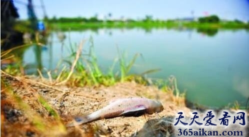 梦见死鱼死蛇代表什么,梦见死鱼死蛇有什么寓意？