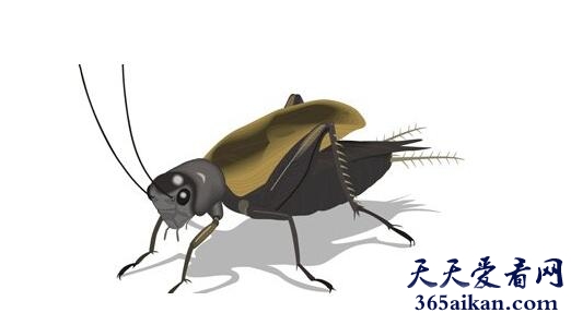 蛐蛐.jpg
