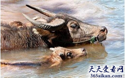 水牛5.jpg