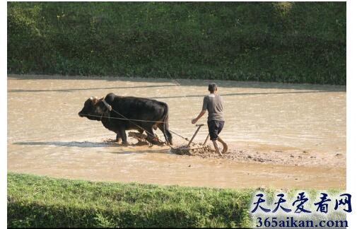 水牛3.jpg