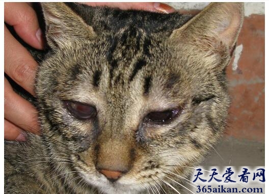 杀毛.jpg