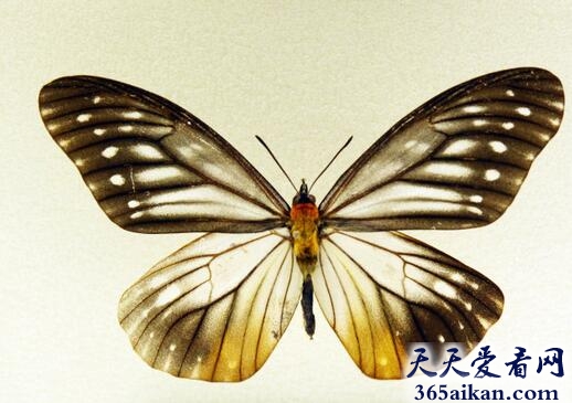 梦见蝴蝶标本是什么征兆,梦见蝴蝶标本意味着什么？