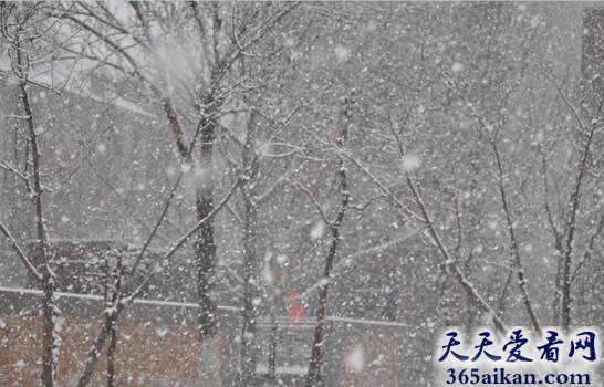 鹅毛大雪.jpg