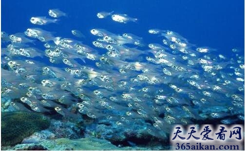 梦见很多鱼游来游去是什么意思？