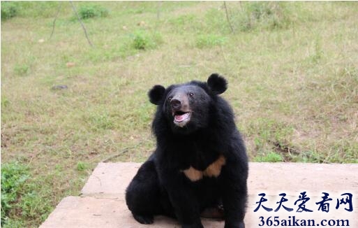 狗熊4.jpg