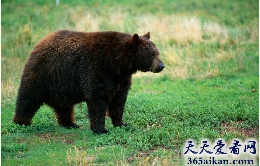 狗熊1.jpg