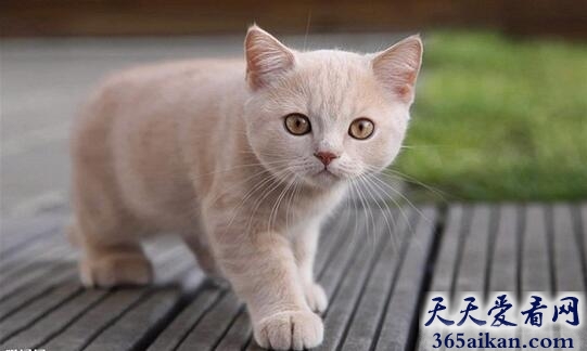 猫.jpg