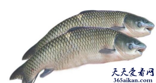 草鱼2.jpg
