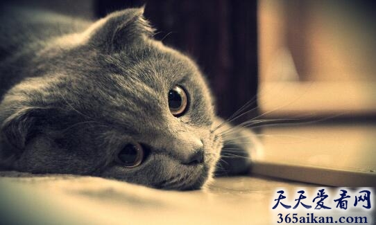猫1.jpg
