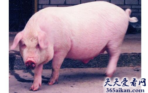 白猪3.jpg