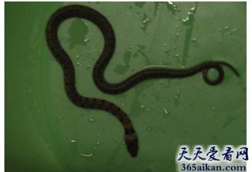 梦见小蛇缠脚预示着什么,梦见小蛇咬是什么兆头？