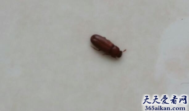 梦见小虫子代表什么,梦见小虫子有哪些宜忌？