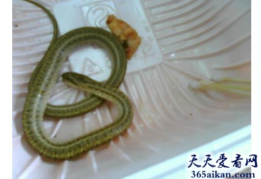 梦见小蛇进身体好不好,梦见小蛇进身体有什么寓意？