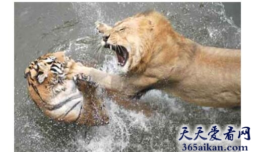 梦见狮子和老虎打架代表什么,梦见狮子和老虎打架好不好？