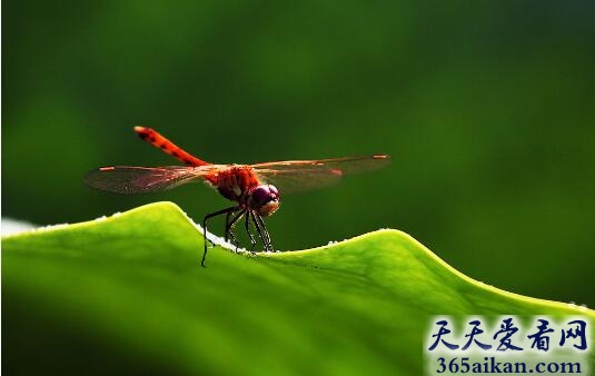 梦见蜻蜓飞是什么征兆,梦见蜻蜓飞代表什么？