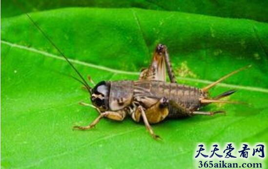 梦见蟋蟀是什么兆头,梦见蟋蟀预示着什么？