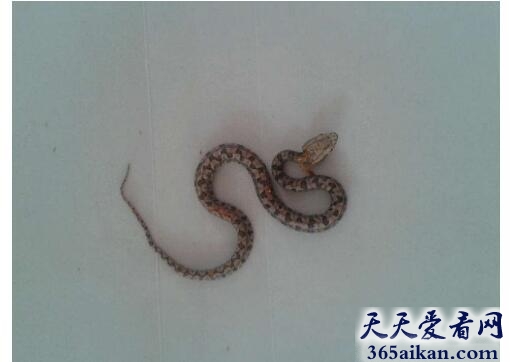 梦见小蛇是什么兆头,梦见小蛇意味着什么？
