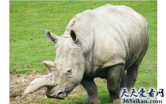 梦见犀牛意味着什么,梦见犀牛有什么寓意？