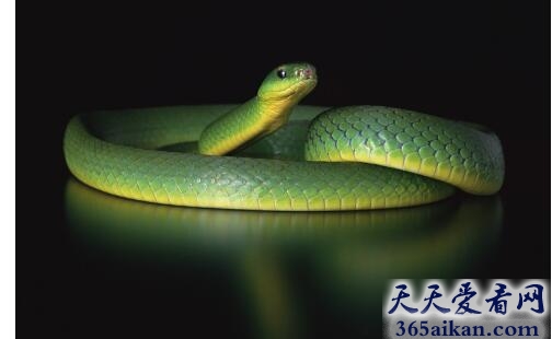 蛇5.jpg