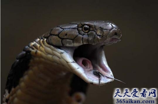 梦见眼镜蛇是什么意思,梦见眼镜蛇是什么意思好不好？