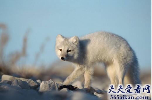 梦见野兽是什么意思,梦见野兽代表什么？