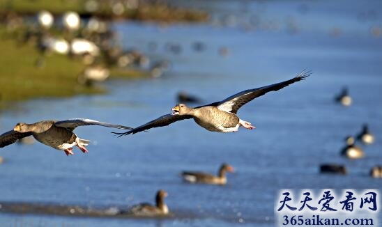 梦见大雁死了是什么预兆,梦见大雁死了意味着什么？