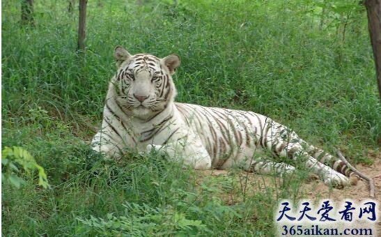 梦见白虎是怎么回事,梦见白虎意味着什么？