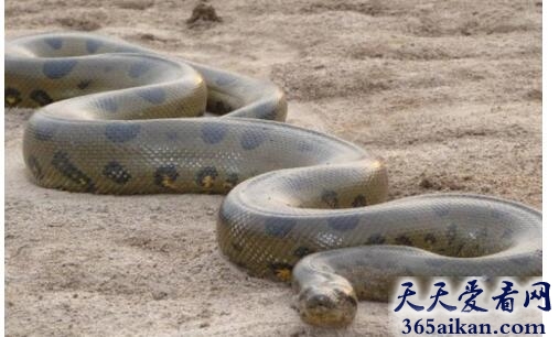 蟒蛇1.jpg
