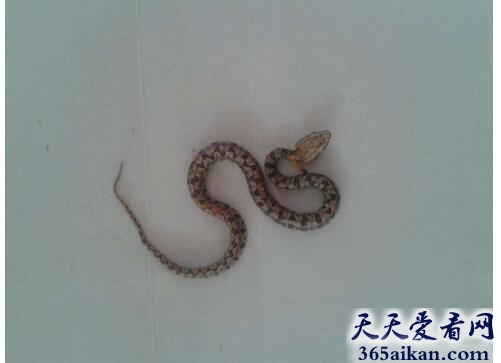 梦见小蛇被打死是什么征兆,梦见小蛇被打死代表什么？