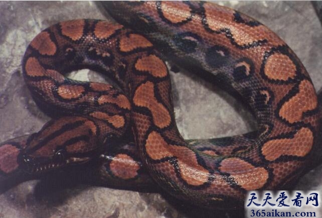 蟒蛇.jpg