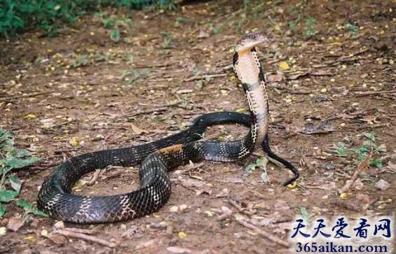 梦见眼镜蛇追我好不好,梦见眼镜蛇追我代表什么？