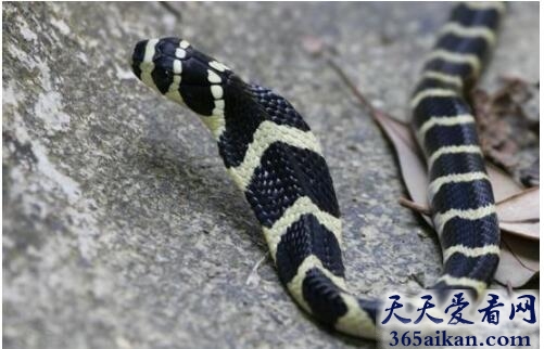 毒蛇2.jpg