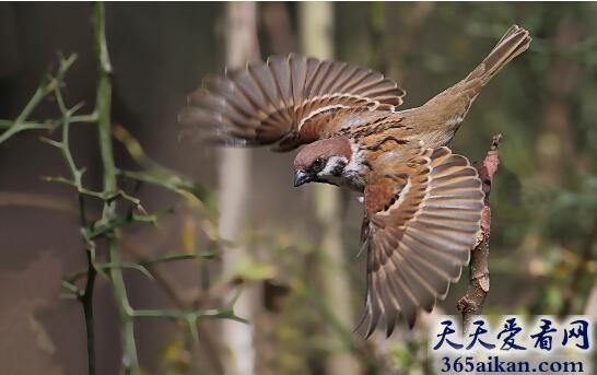 孕妇梦见麻雀是什么兆头,孕妇梦见麻雀好不好？