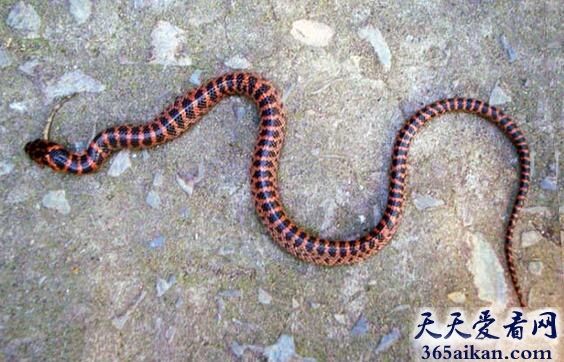 毒蛇5.jpg