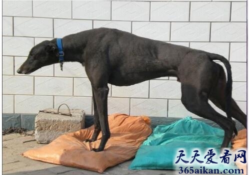 梦见猎犬意味着什么,梦见猎犬好不好？