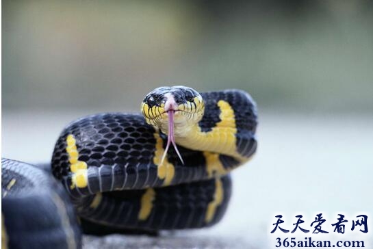 毒蛇6.jpg