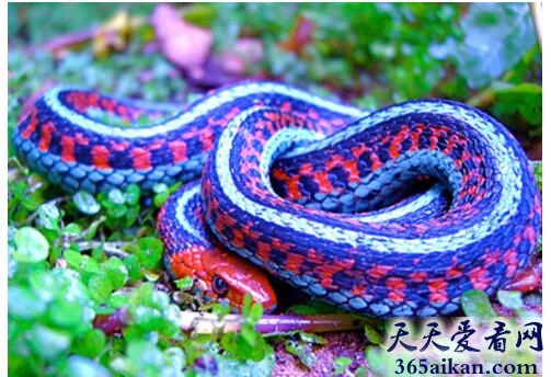 毒蛇1.jpg