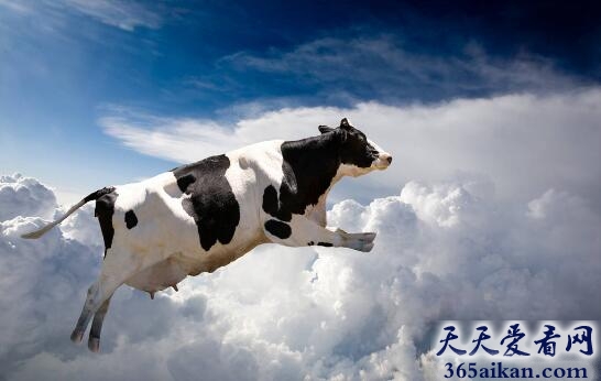 梦见奶牛意味着什么,梦见奶牛好不好？