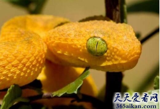 梦见黄蛇意味着什么,梦见黄蛇是什么兆头？