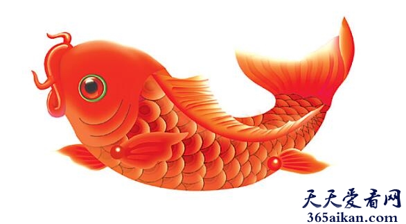 梦见红鲤鱼是什么意思,梦见红鲤鱼预示着什么？