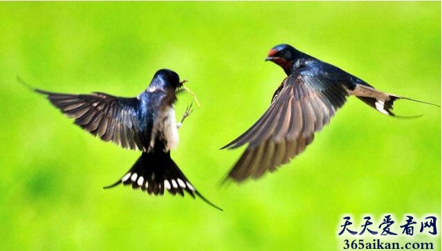 梦见麻雀和燕子代表什么,梦见麻雀和燕子有哪些宜忌？