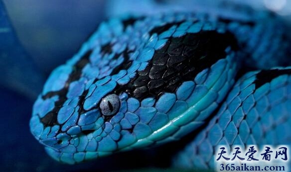 毒蛇.jpg